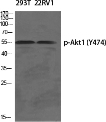 WB - Akt1 (phospho Tyr474) Polyclonal Antibody AP67615